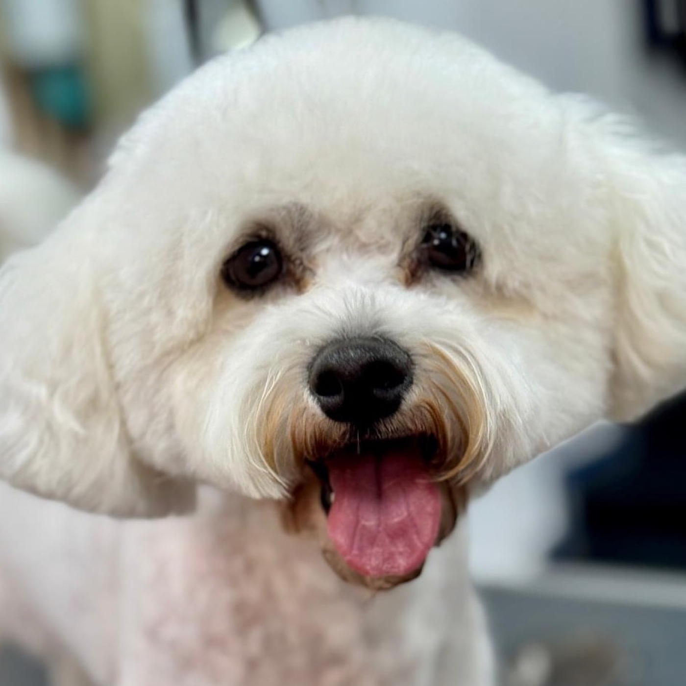 A schnauzer with a freshly clipped head and beard trim