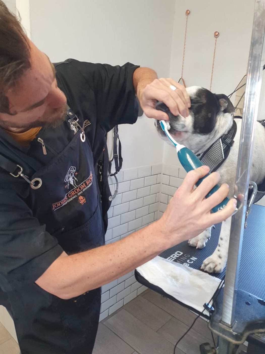 A dachshund smiling, plus a close-up ultrasonic teeth clean
