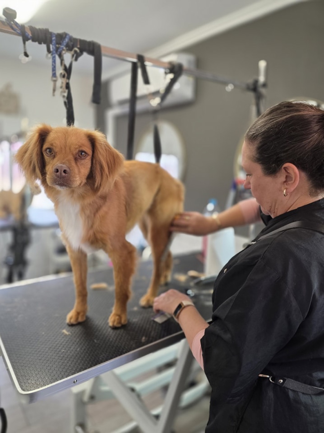 A golden retriever placing a paw on its groomer's hand