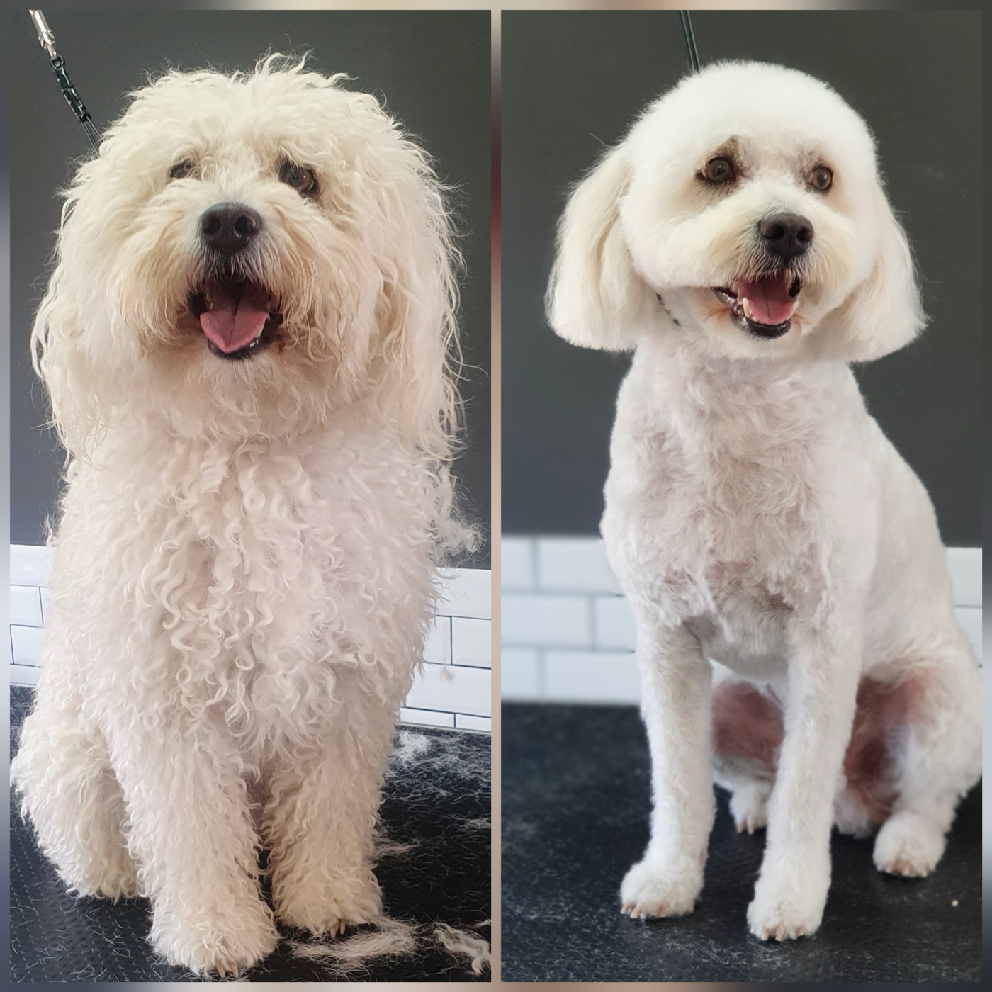 A happy client with her freshly groomed Yorkshire terrier mix