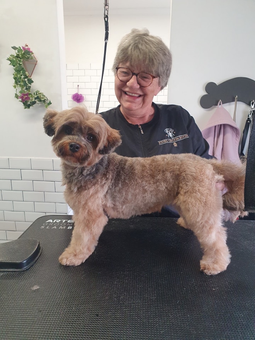 A groomer scissor-finishing a cream-coloured terrier