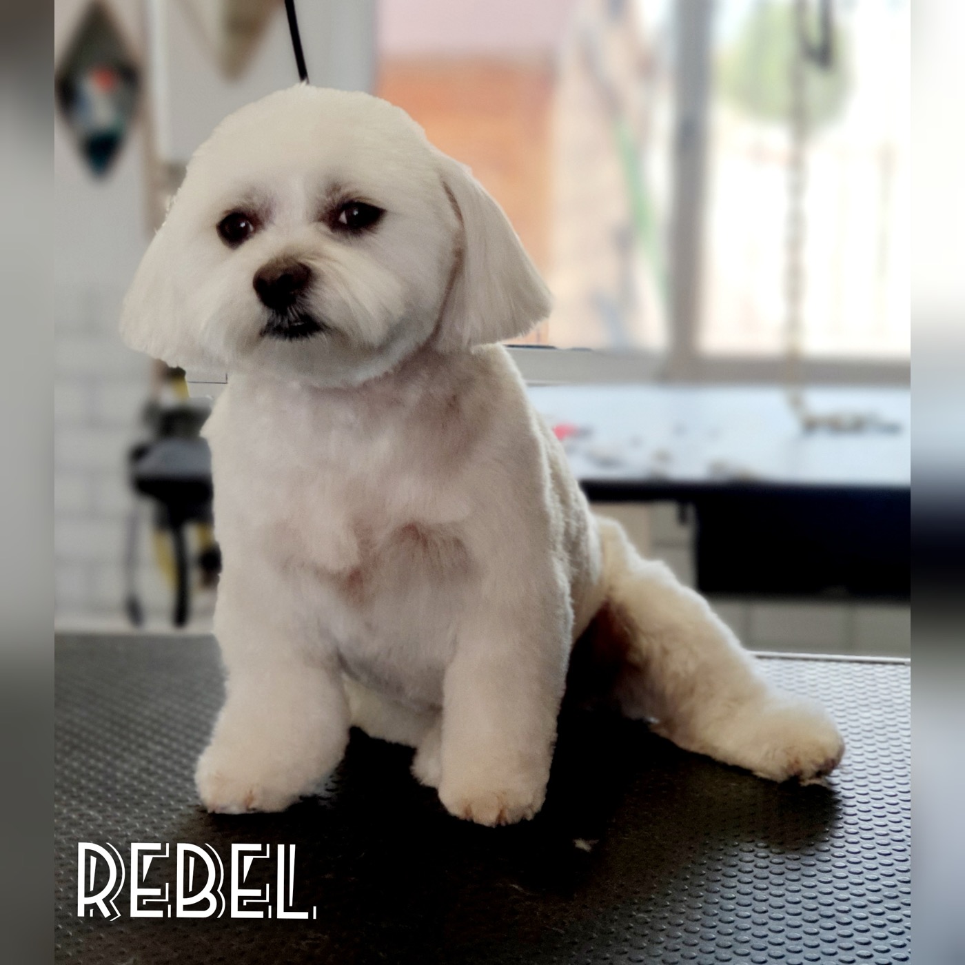 A groomed terrier mix with a red collar