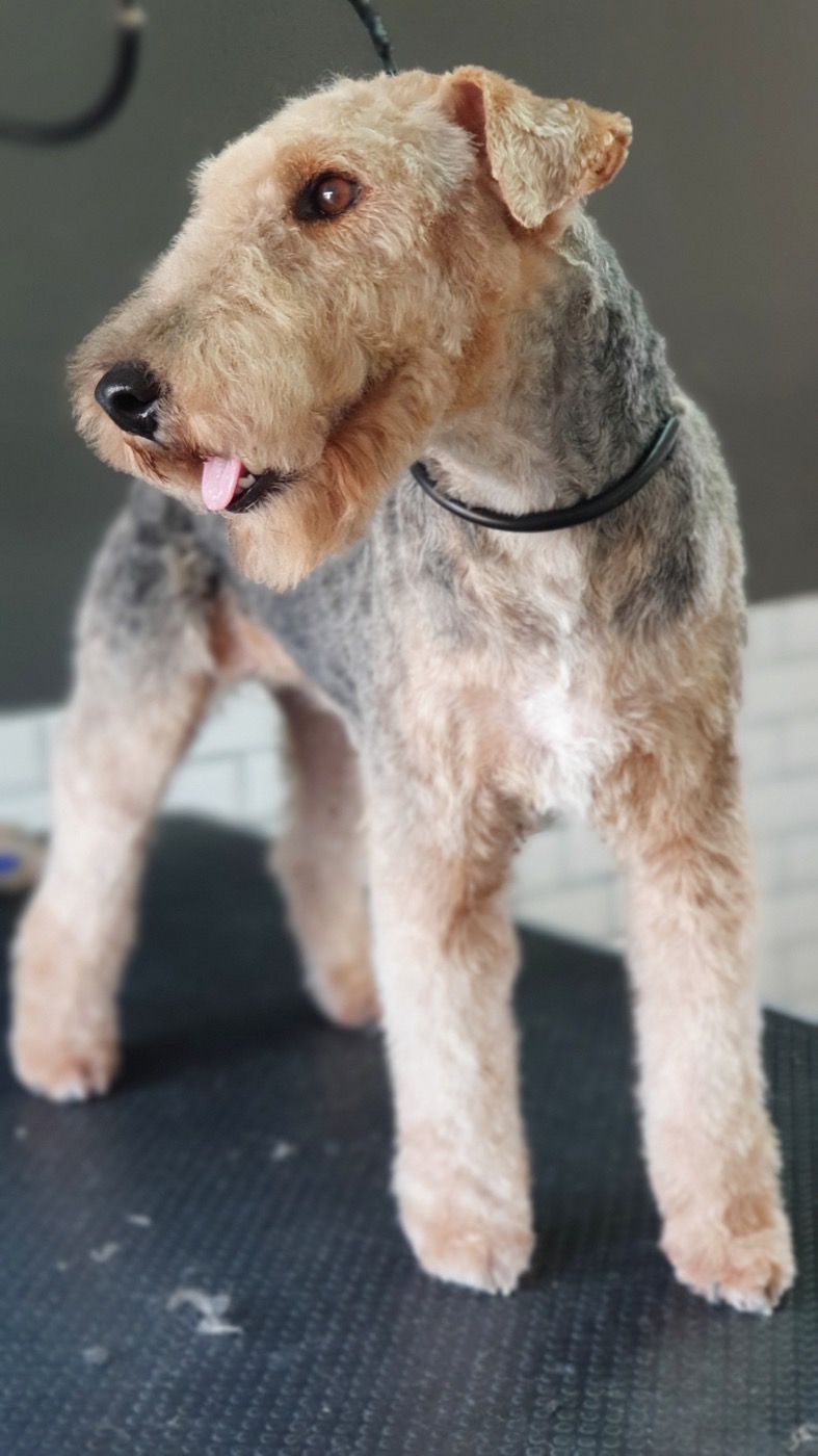 A groomer scissor-finishing a small brown poodle