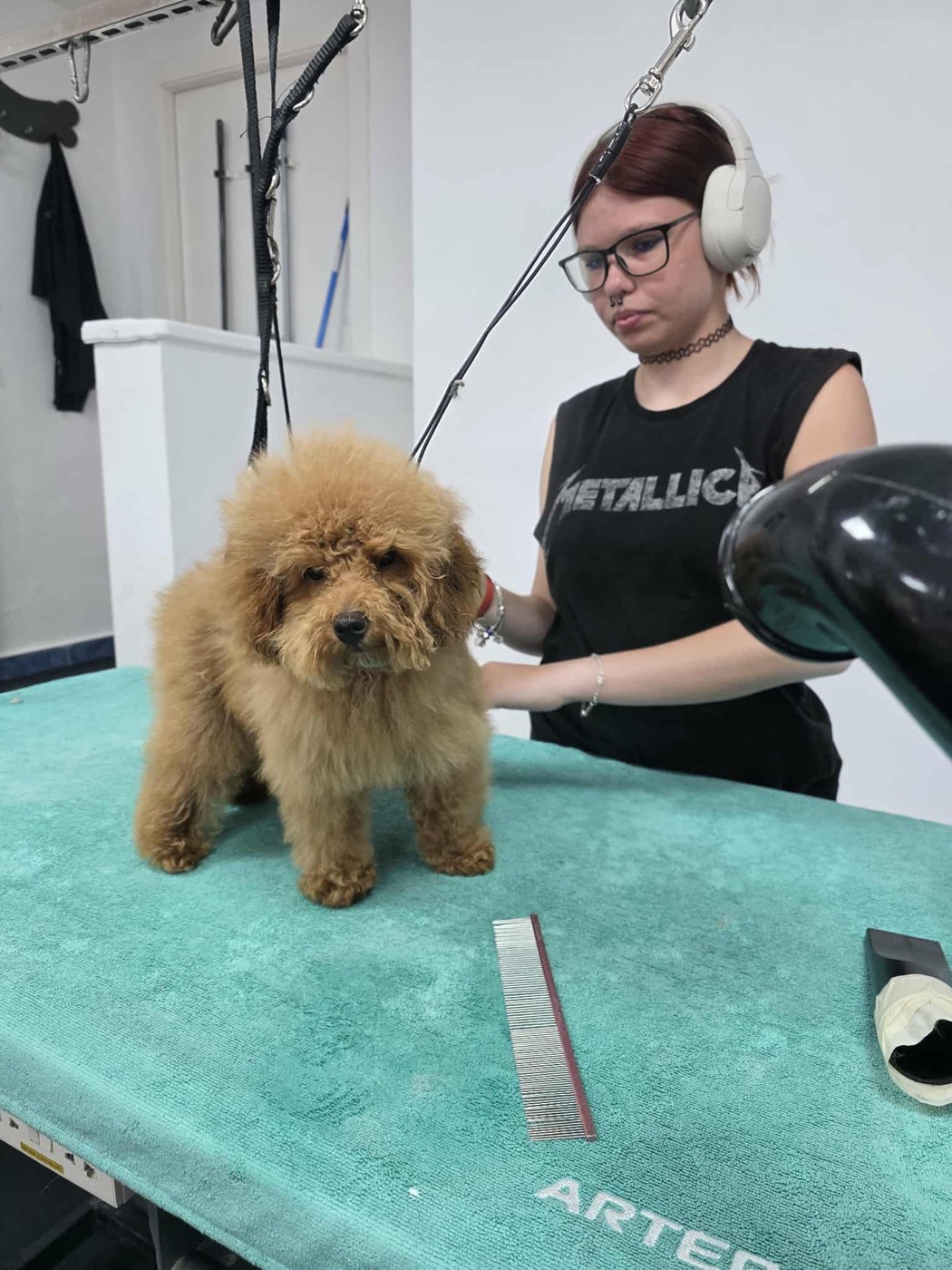 A groomed shih tzu with a white head, standing on the table