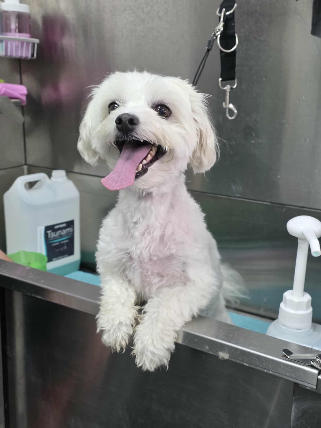 Jodie sharing a moment with a small dog during grooming
