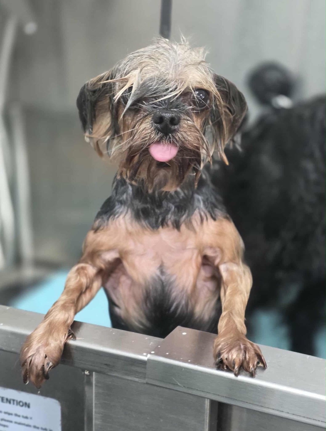 A small terrier freshly bathed, drying off