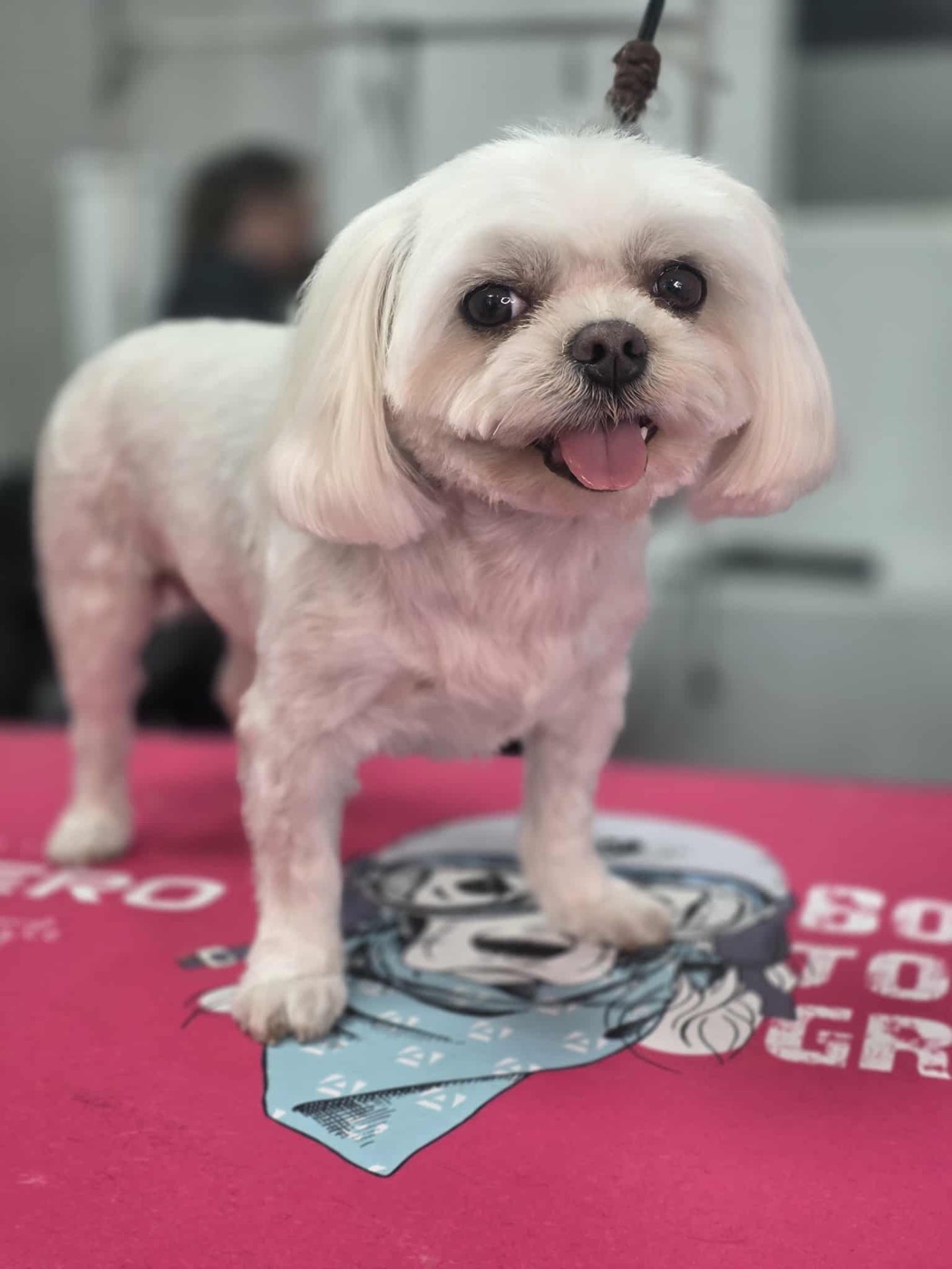 A groomed white bichon frise standing on a pink table mat