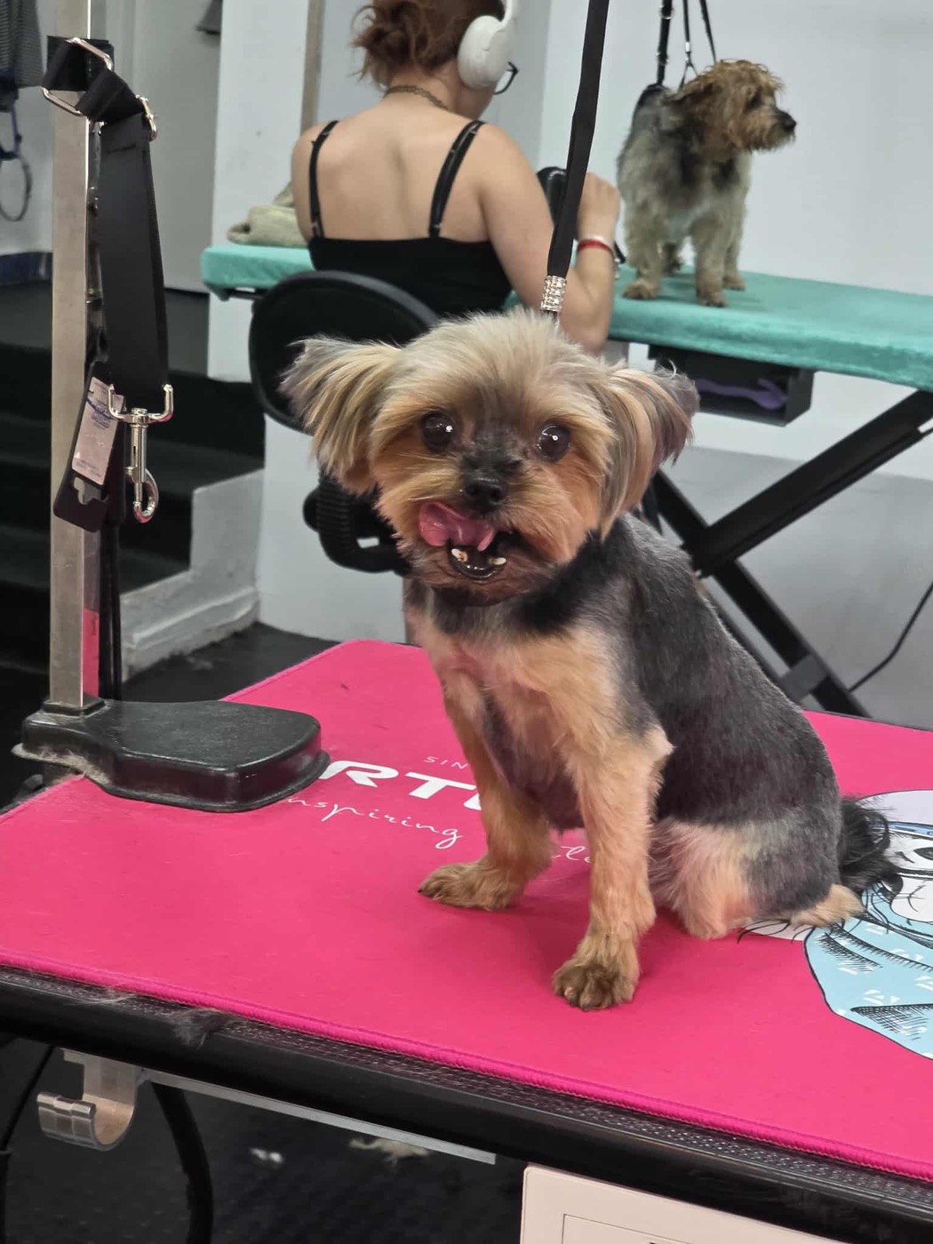 A Yorkshire terrier sitting on the grooming table
