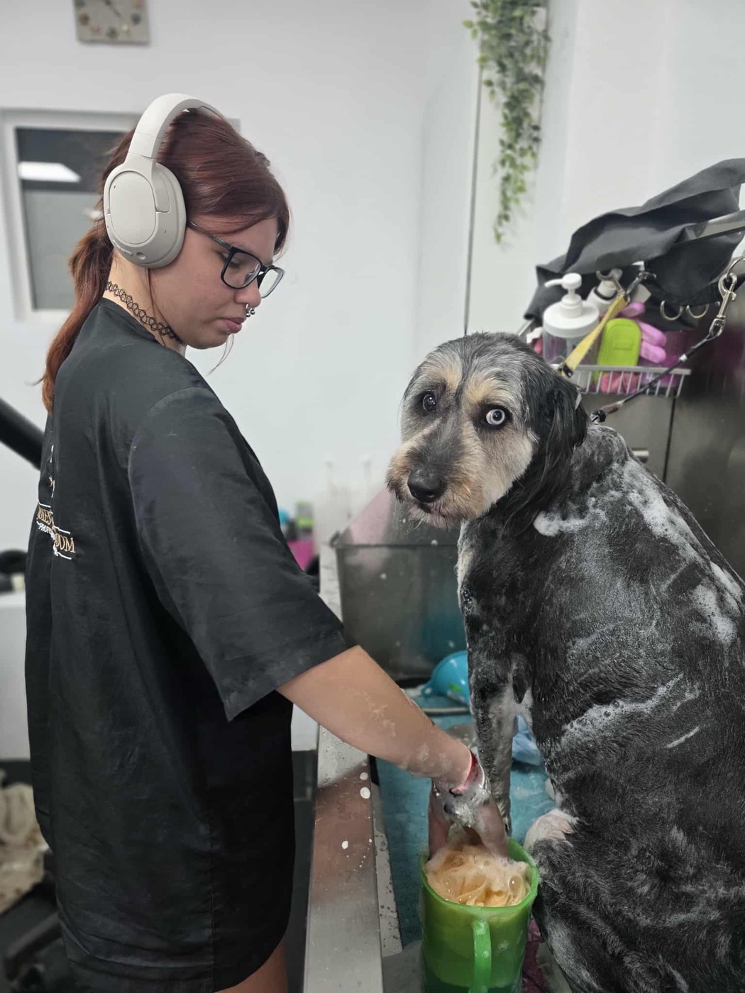 A schnauzer freshly bathed and towel-dried