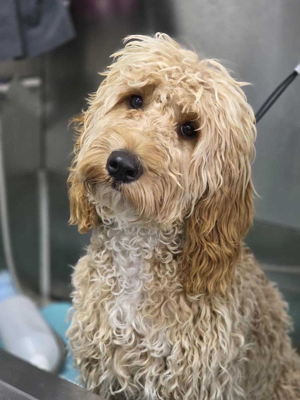 A goldendoodle with a freshly brushed, wavy coat