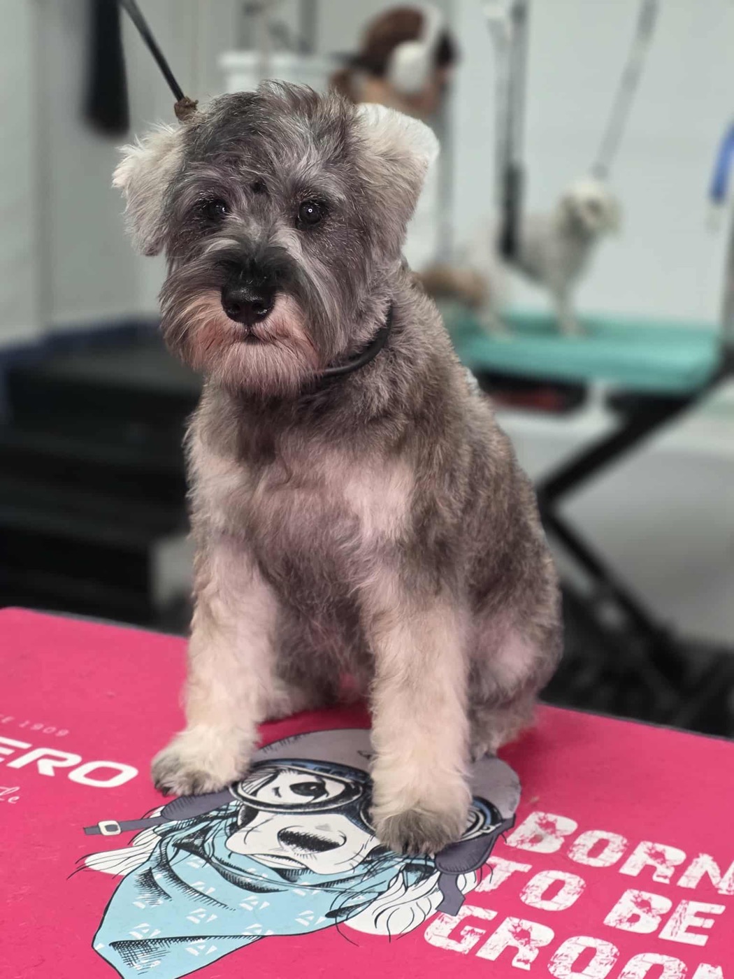 A groomed schnauzer on a branded grooming table mat