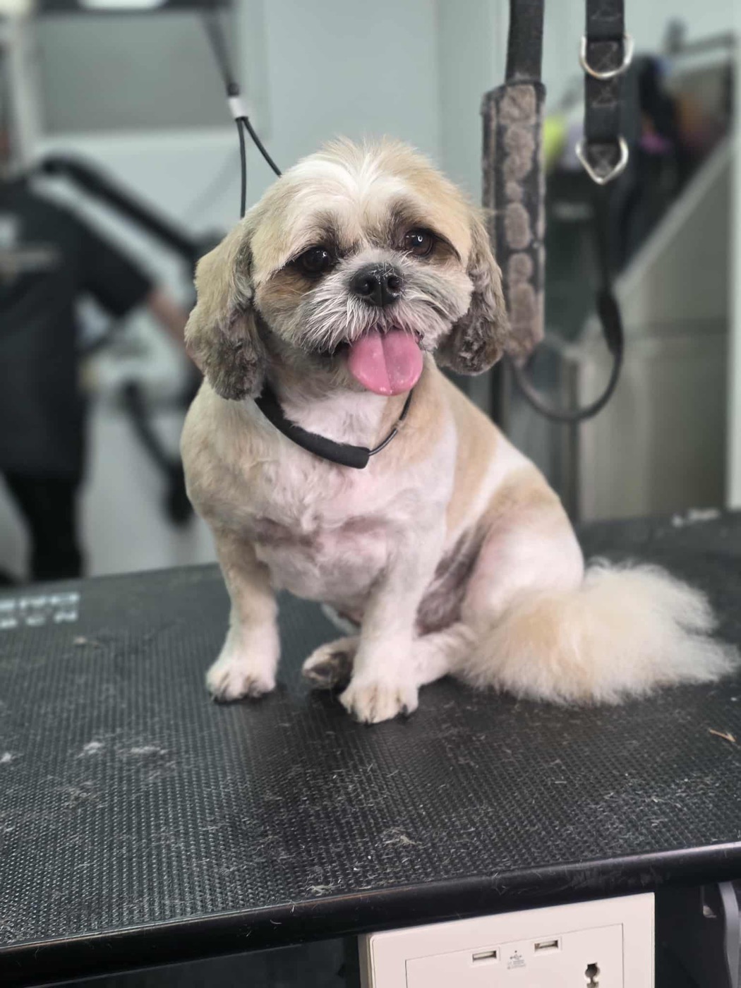 A groomed shih tzu with a fluffy tail, tongue out
