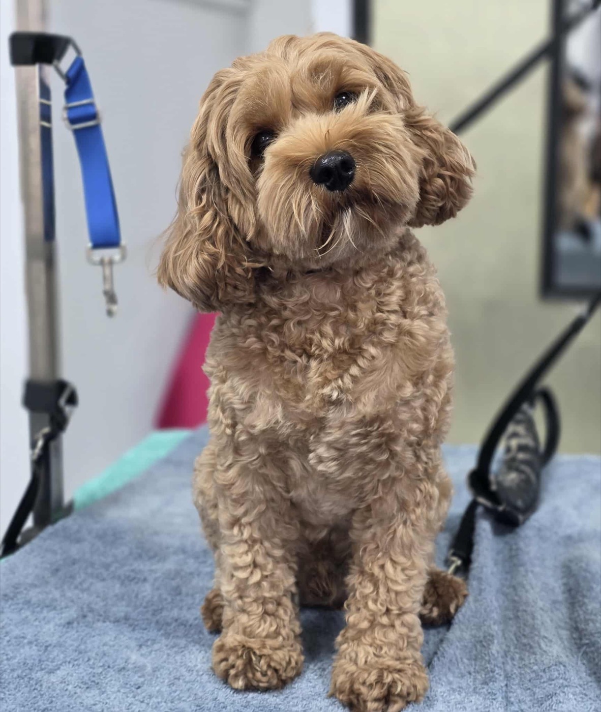 A groomed cockapoo with a curly golden coat
