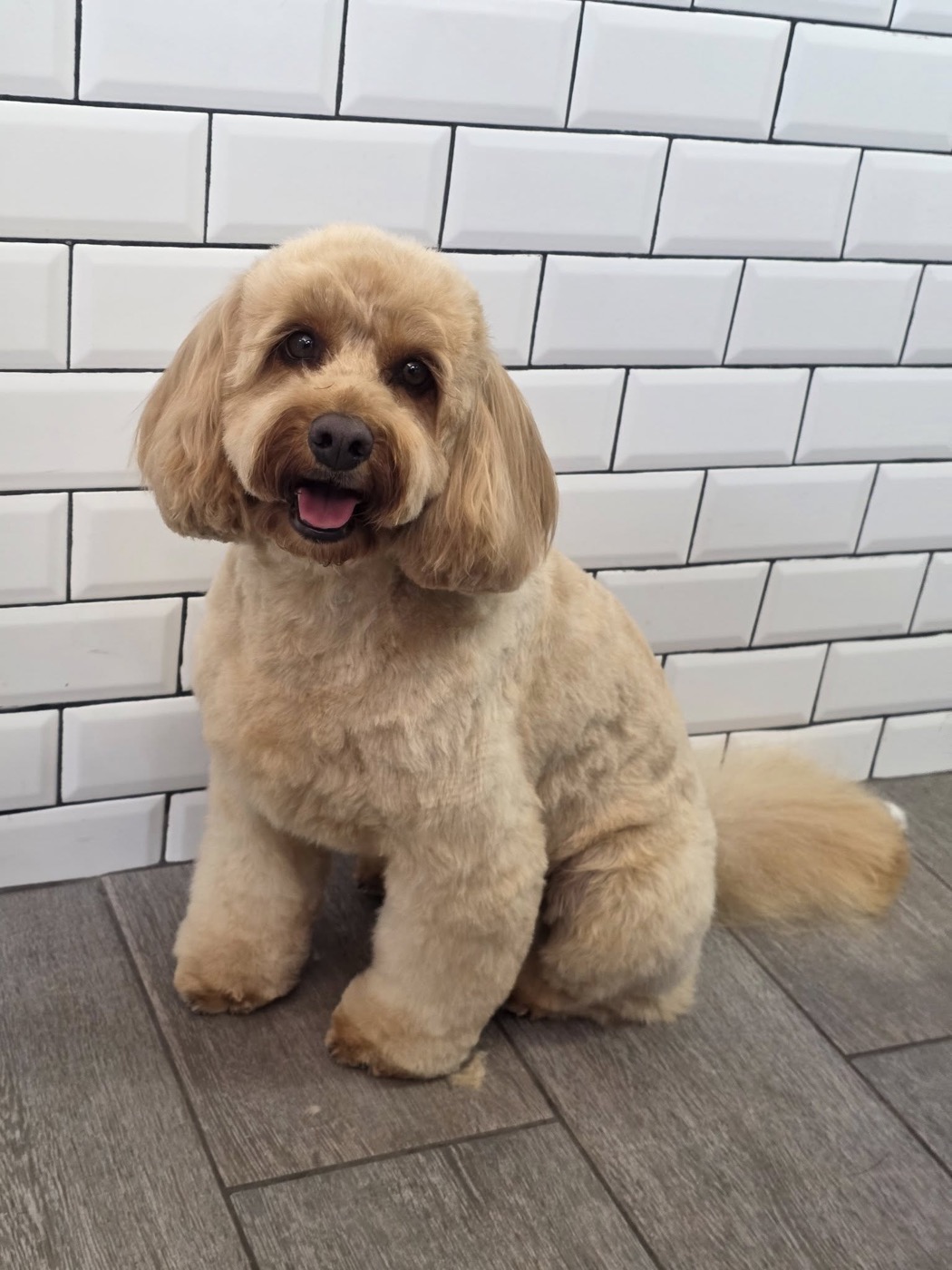 A groomer with a freshly groomed apricot poodle