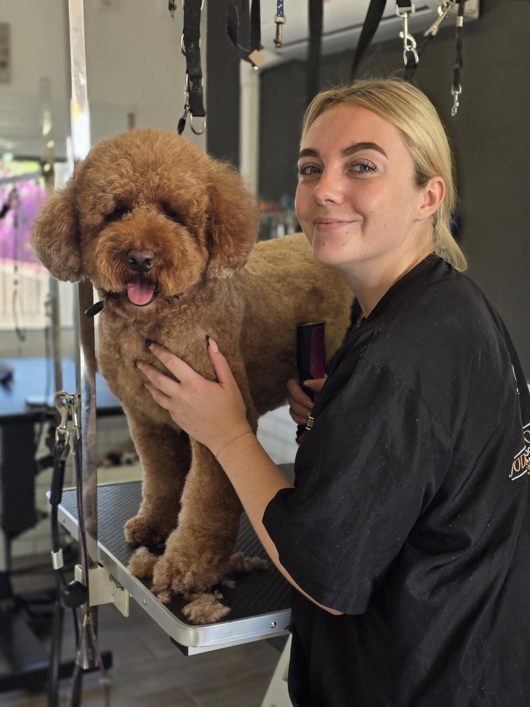 A groomed goldendoodle with a wavy caramel coat