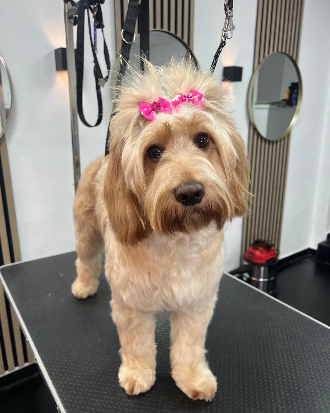 A groomed cockapoo wearing pink hair bows