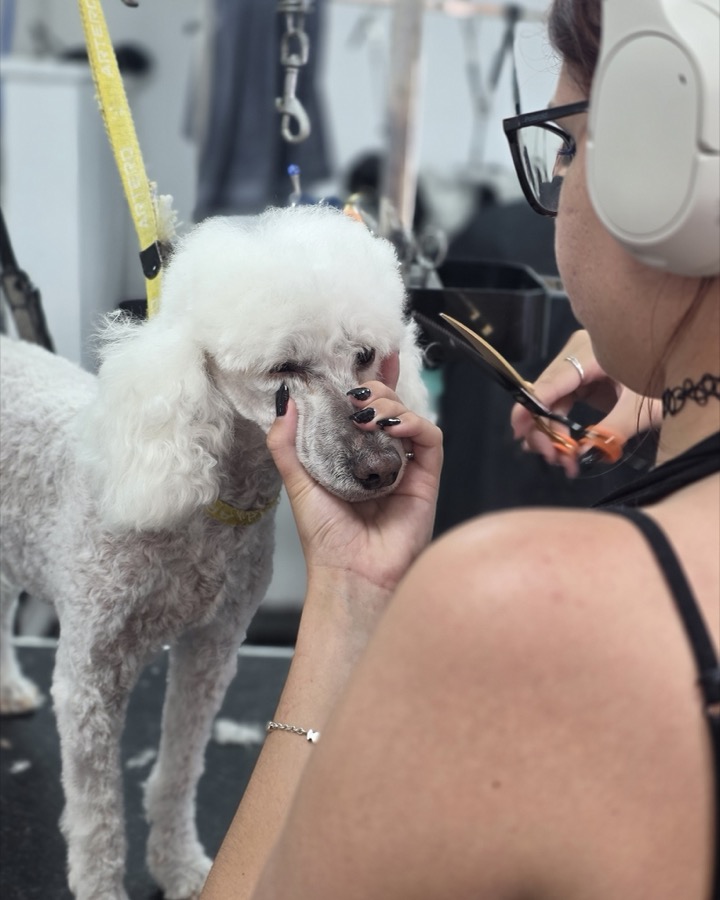 Ellie's first poodle face