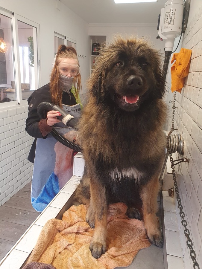 Huge Dogs