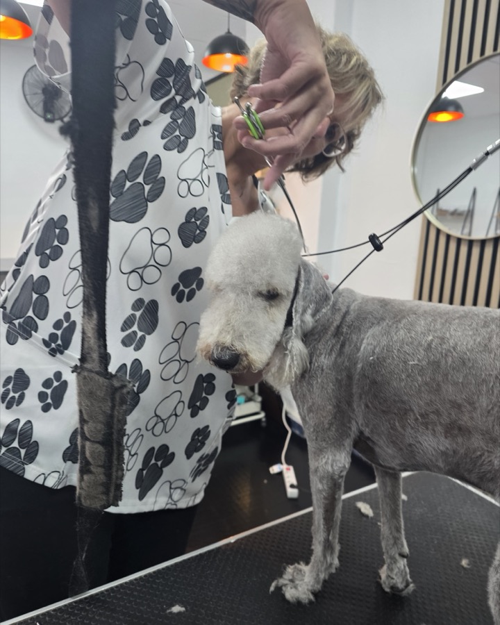 LEONY'S FIRST BEDLINGTON