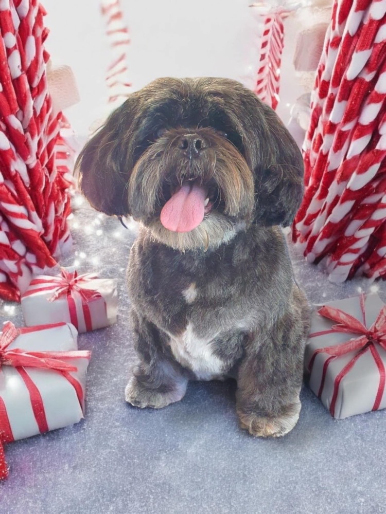 Pet portrait taken at Jodie's Groom Room