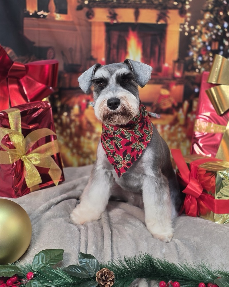 Pet portrait taken at Jodie's Groom Room