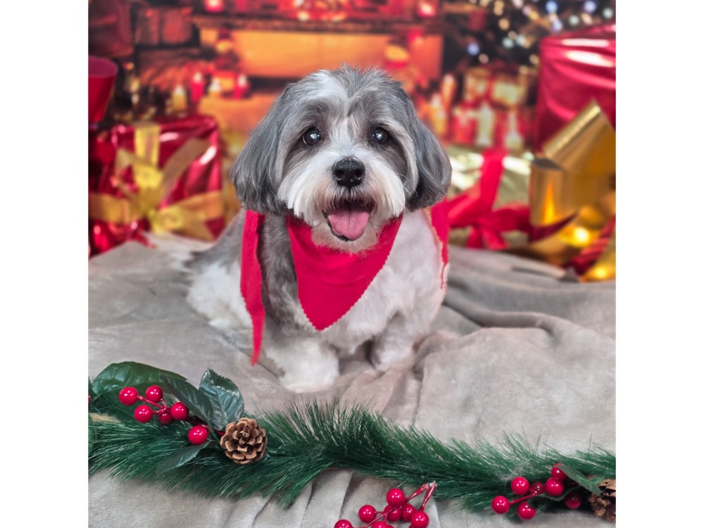 Pet portrait taken at Jodie's Groom Room