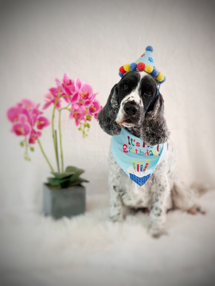 Pet portrait taken at Jodie's Groom Room