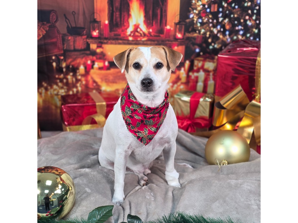 Pet portrait taken at Jodie's Groom Room