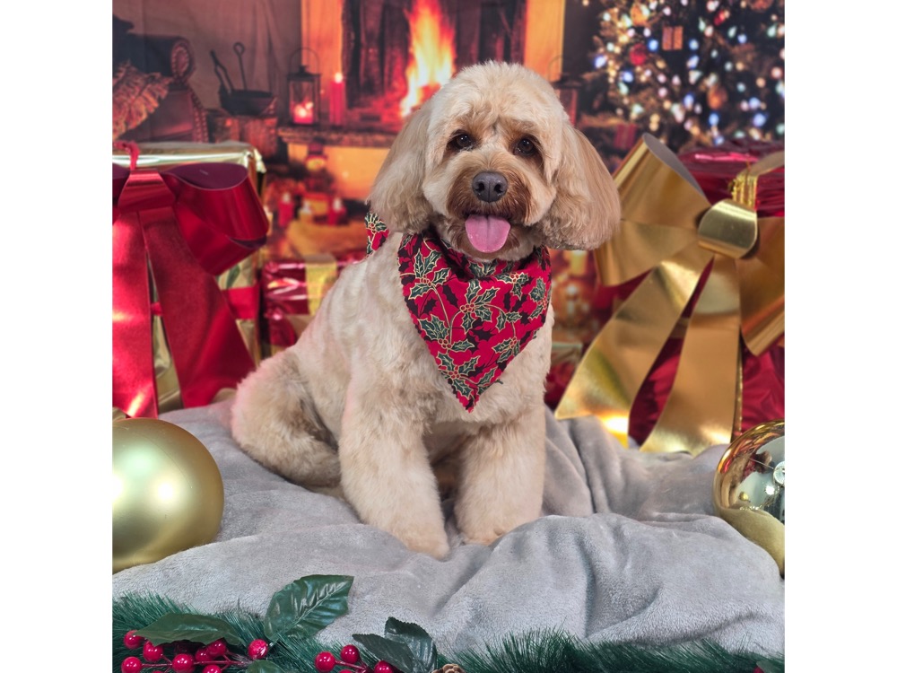 Pet portrait taken at Jodie's Groom Room