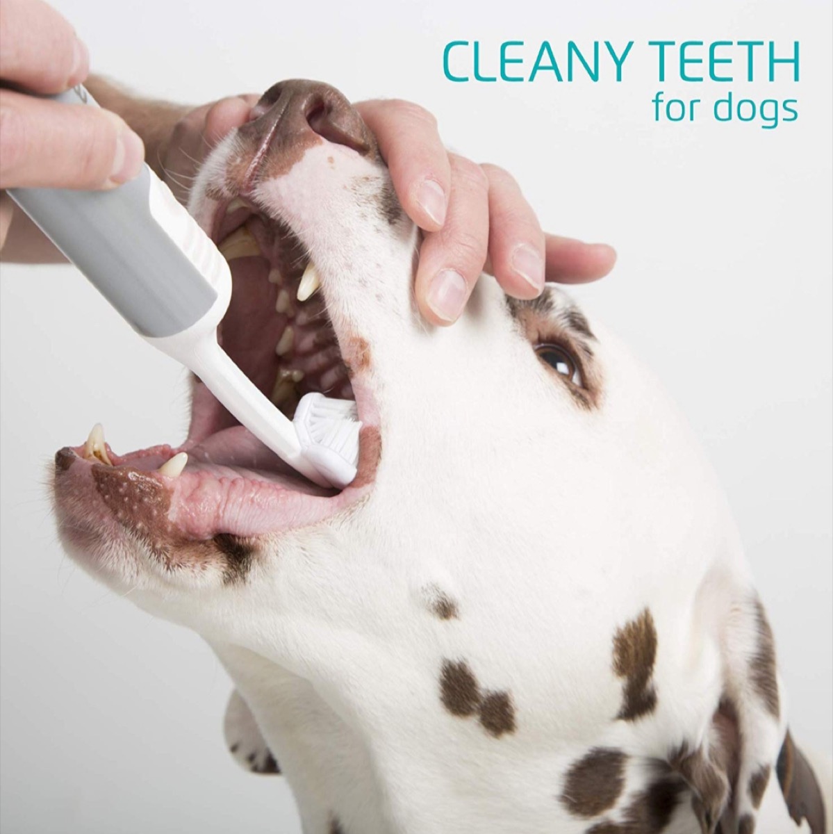 Ultrasound Teeth cleaning at Jodie's Groom Room