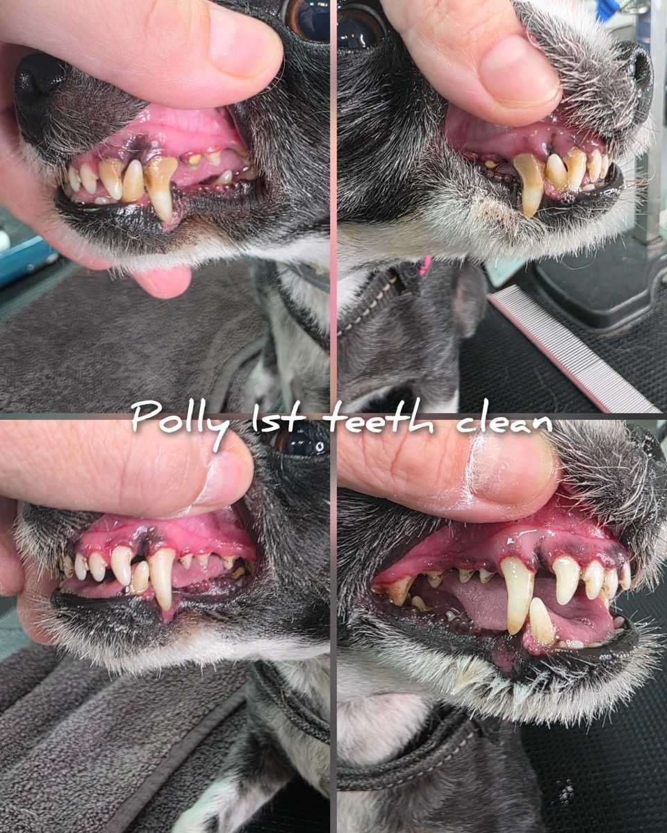 Polly's first ultrasonic teeth clean - before and after close-ups